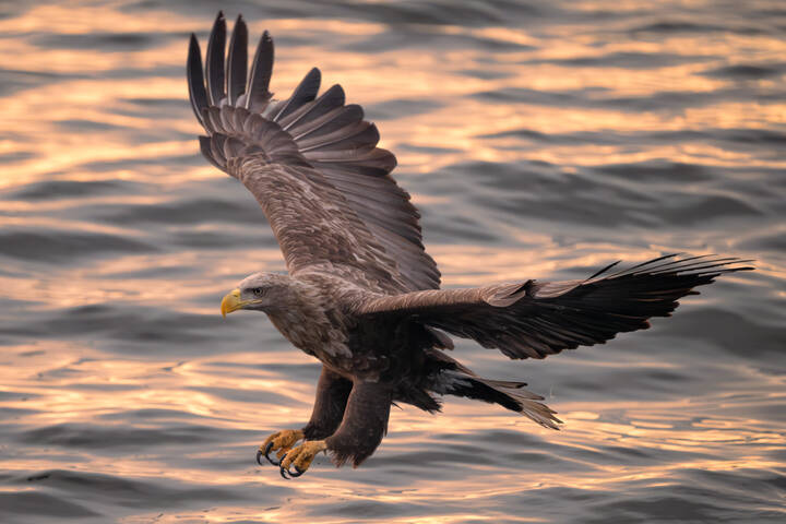 White-tailed Sea Eagle / Орлан-белохвост