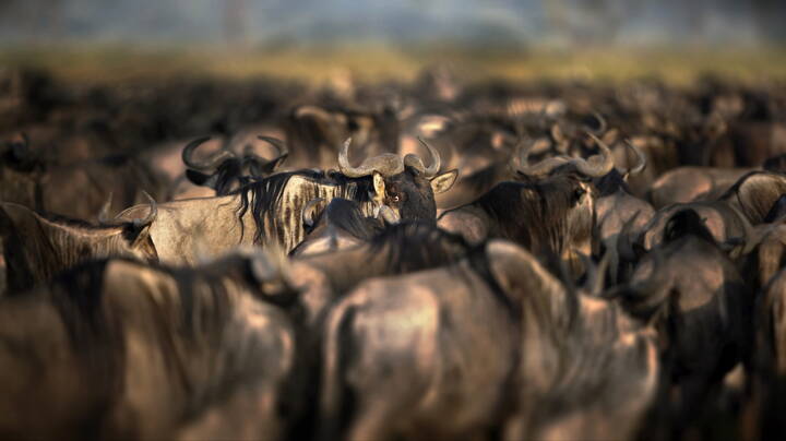 Индивидуальность