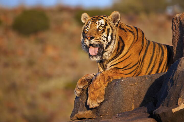 В вечернем свете