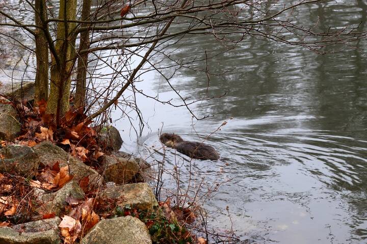 В холодных водах февраля