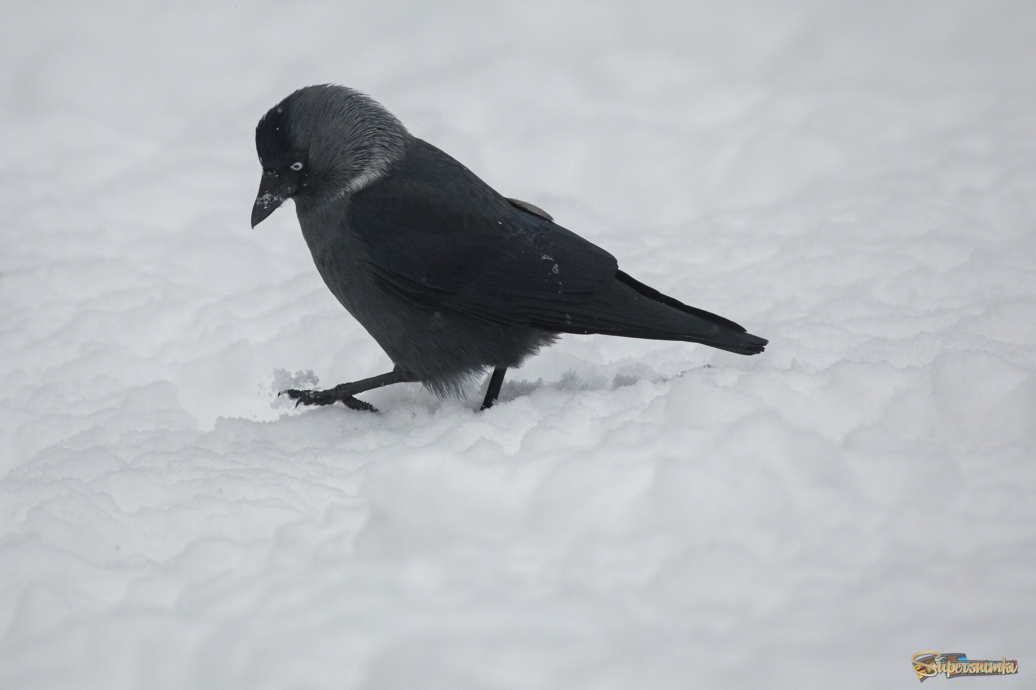 Снег сквозь пальцы