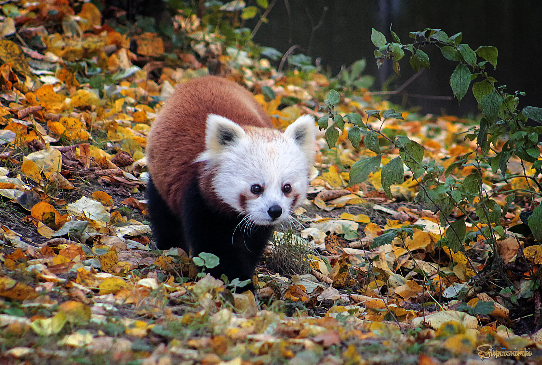 Малая панда