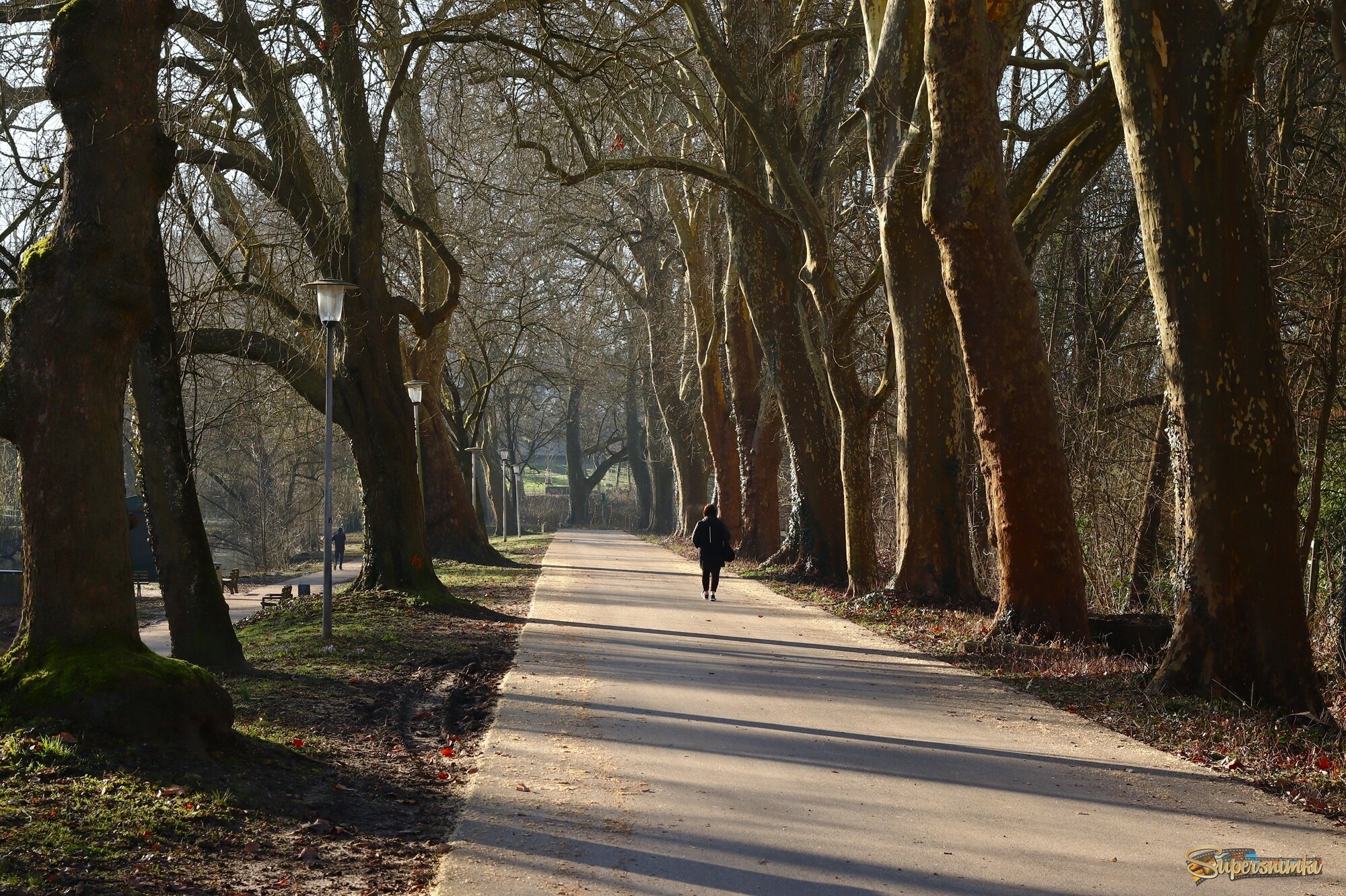 Аллея в март