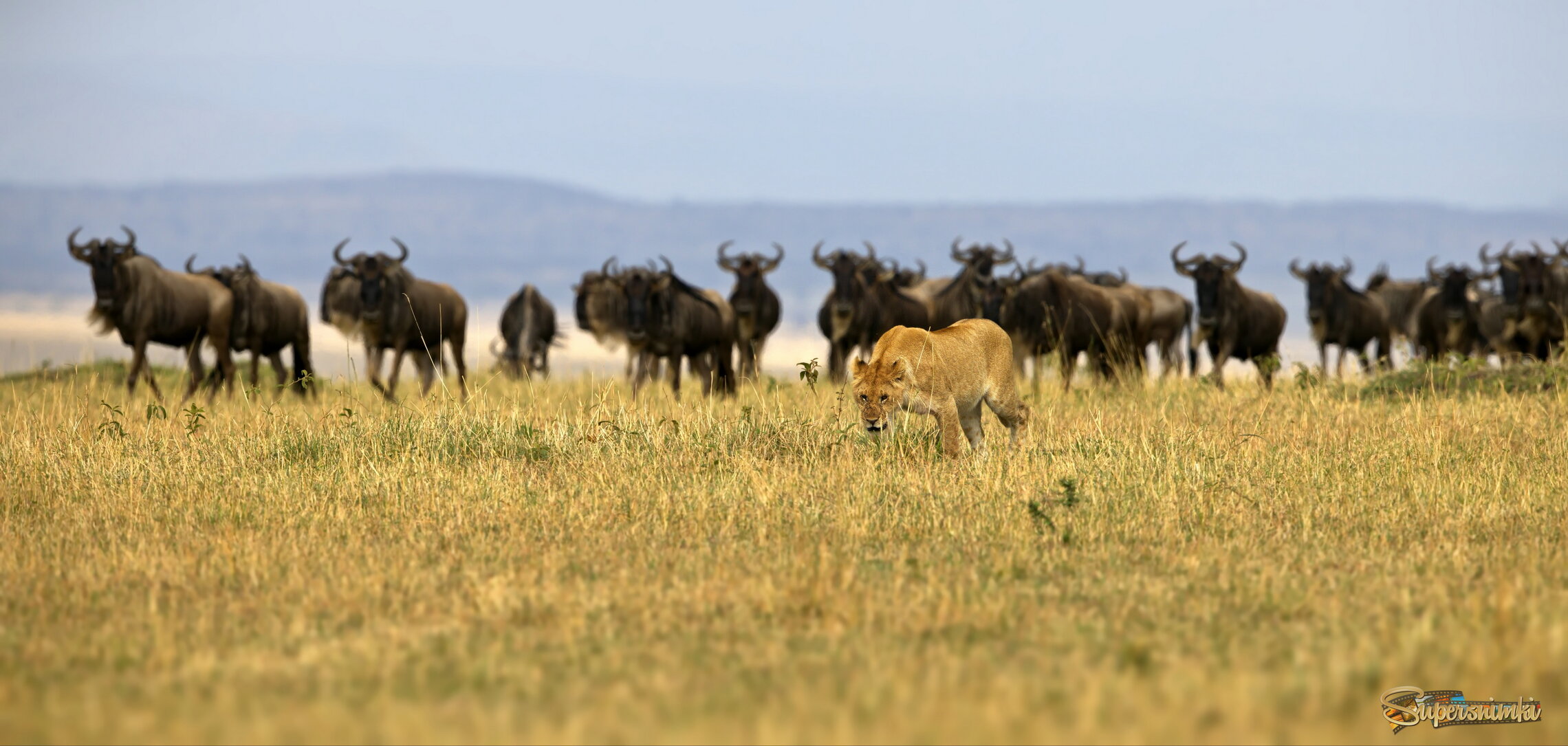 Вожак и его стадо