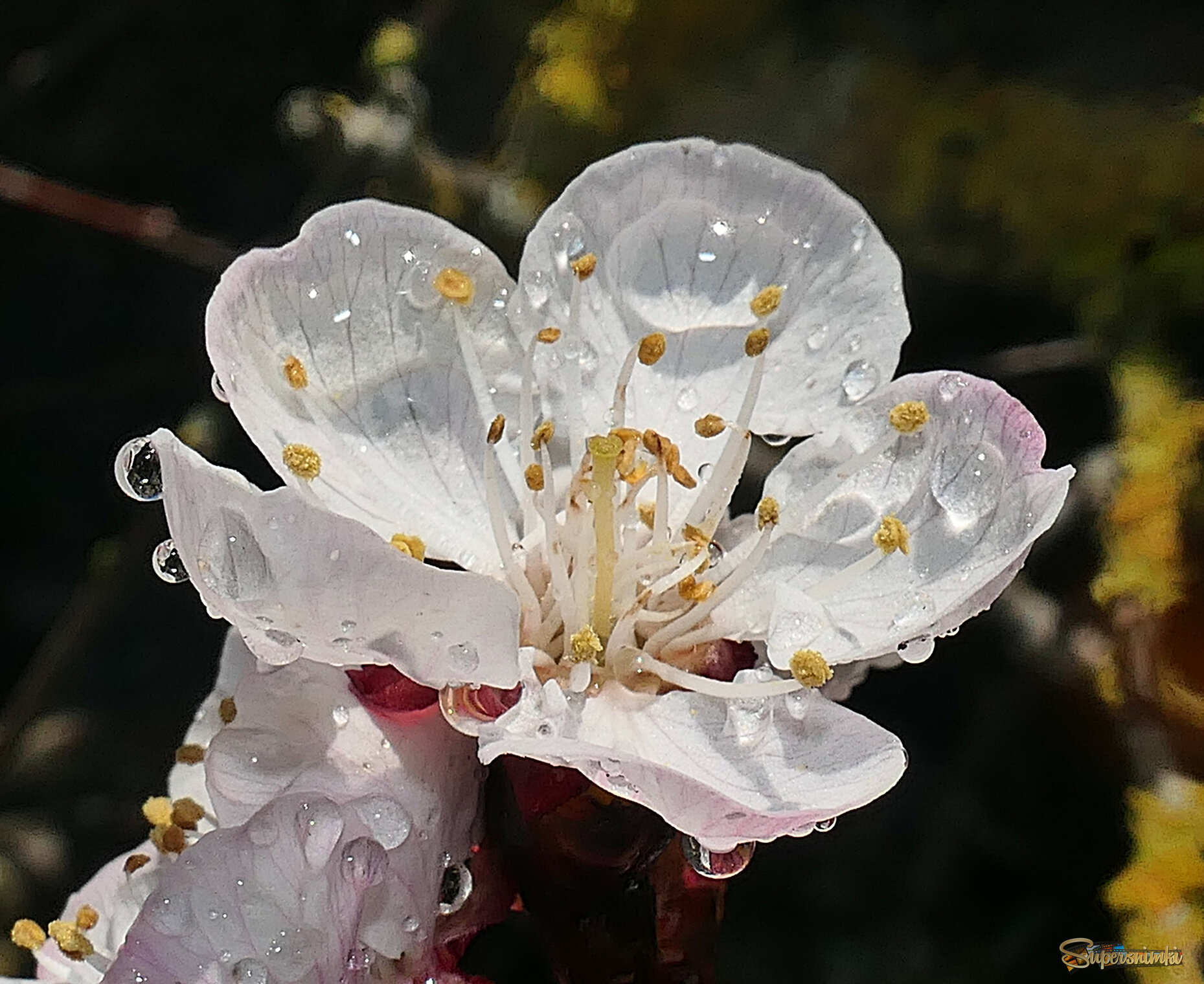 Пришла весна.. 