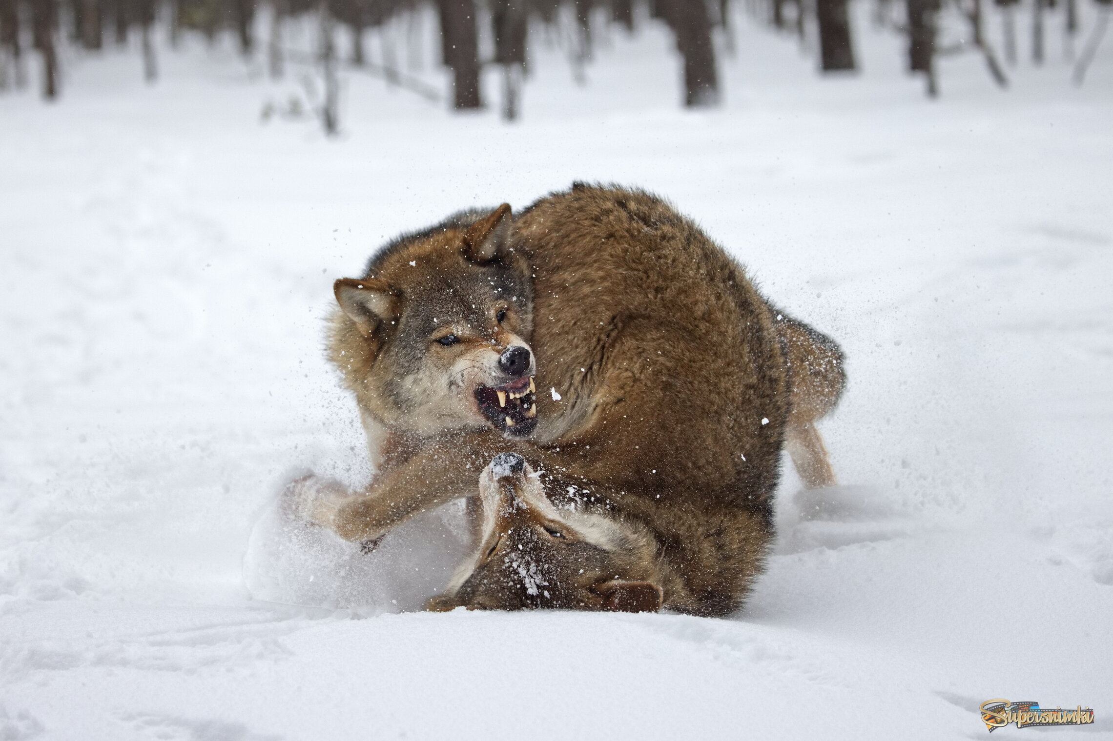 Превентивный конфликт