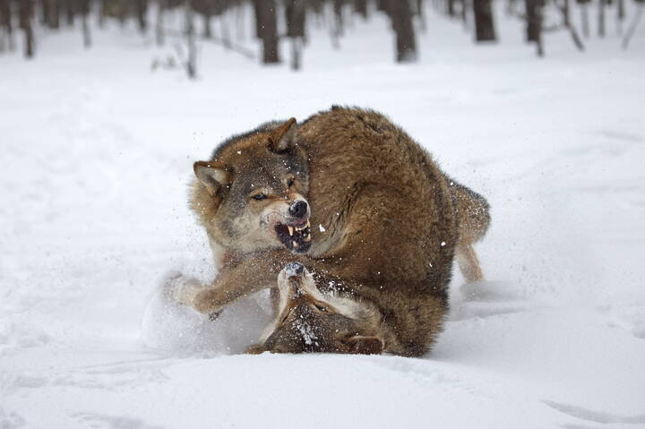 Превентивный конфликт