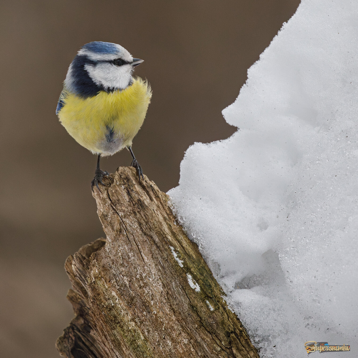 Я и сугроб. Кто больше?