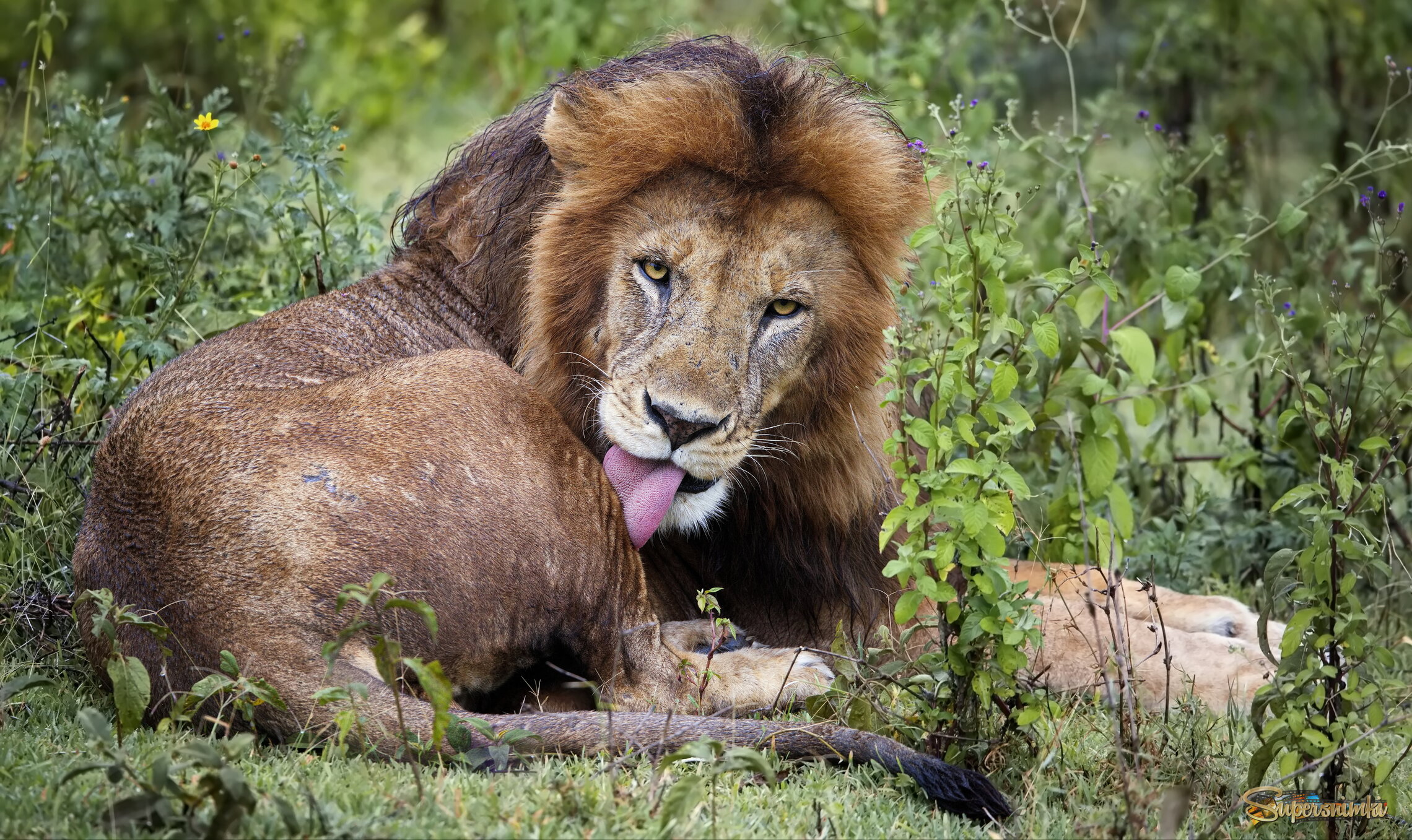 Образец вальяжности
