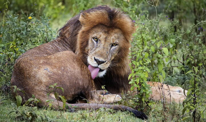Образец вальяжности