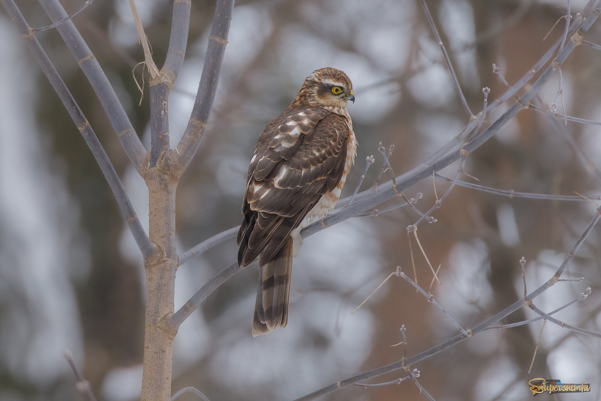 Наблюдение за синицами