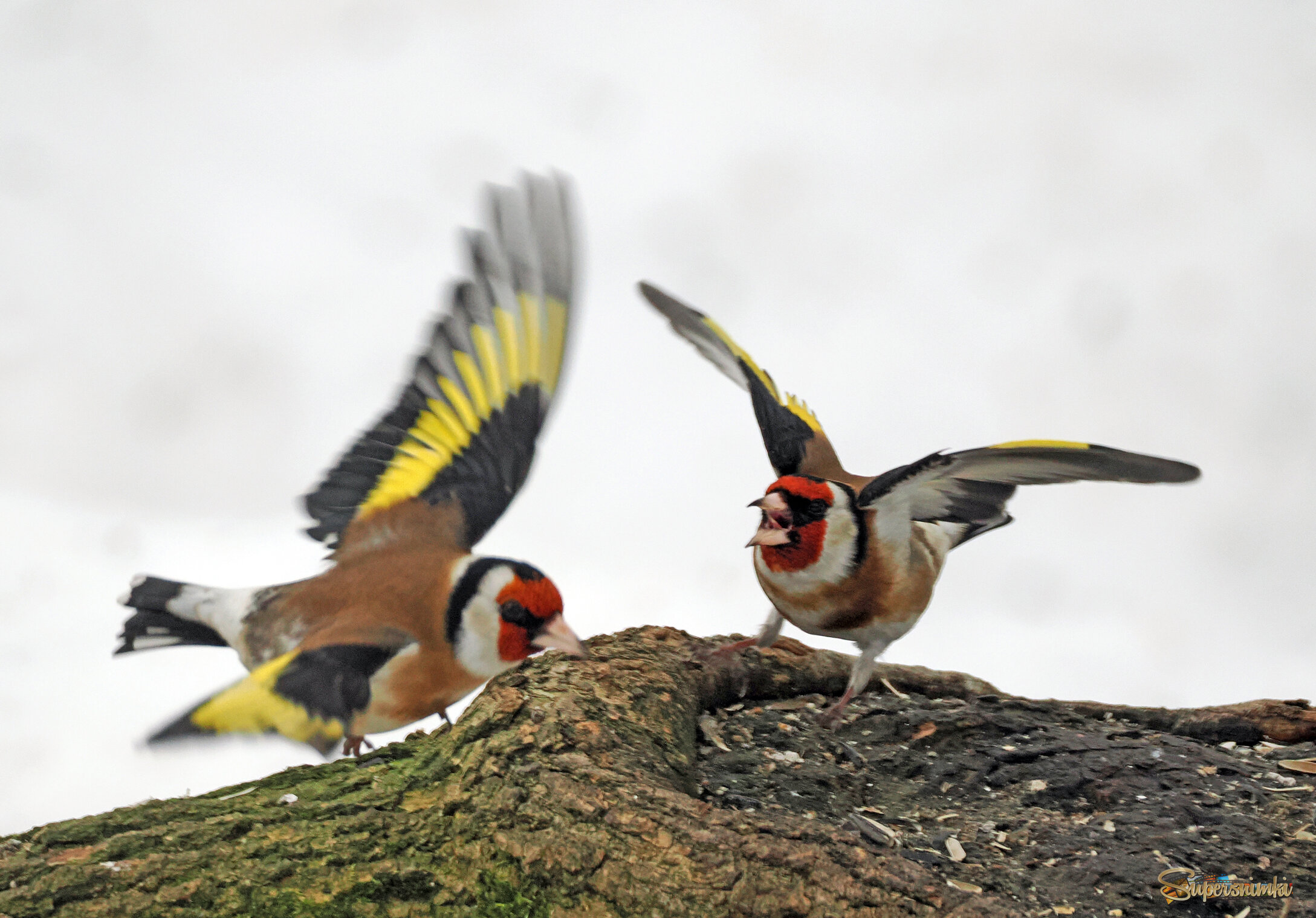 "Нетипичное поведение".