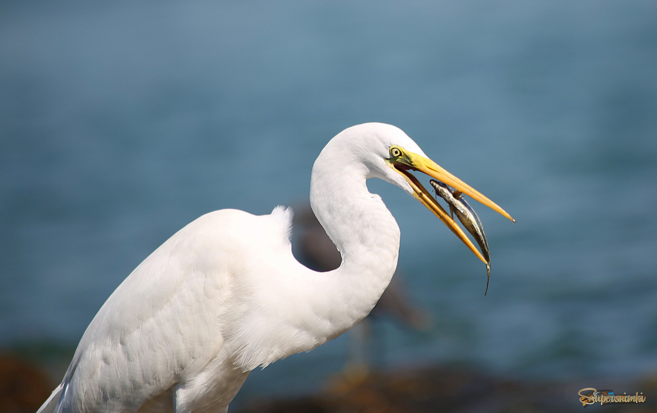 На берегу моря