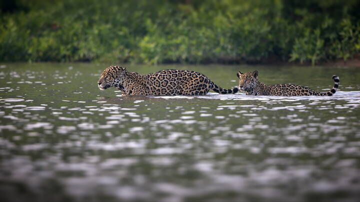 Не оставляя следов...