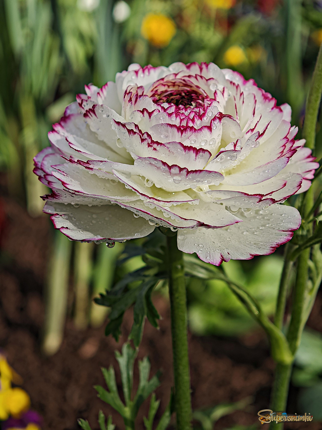 Пришла  Весна..  