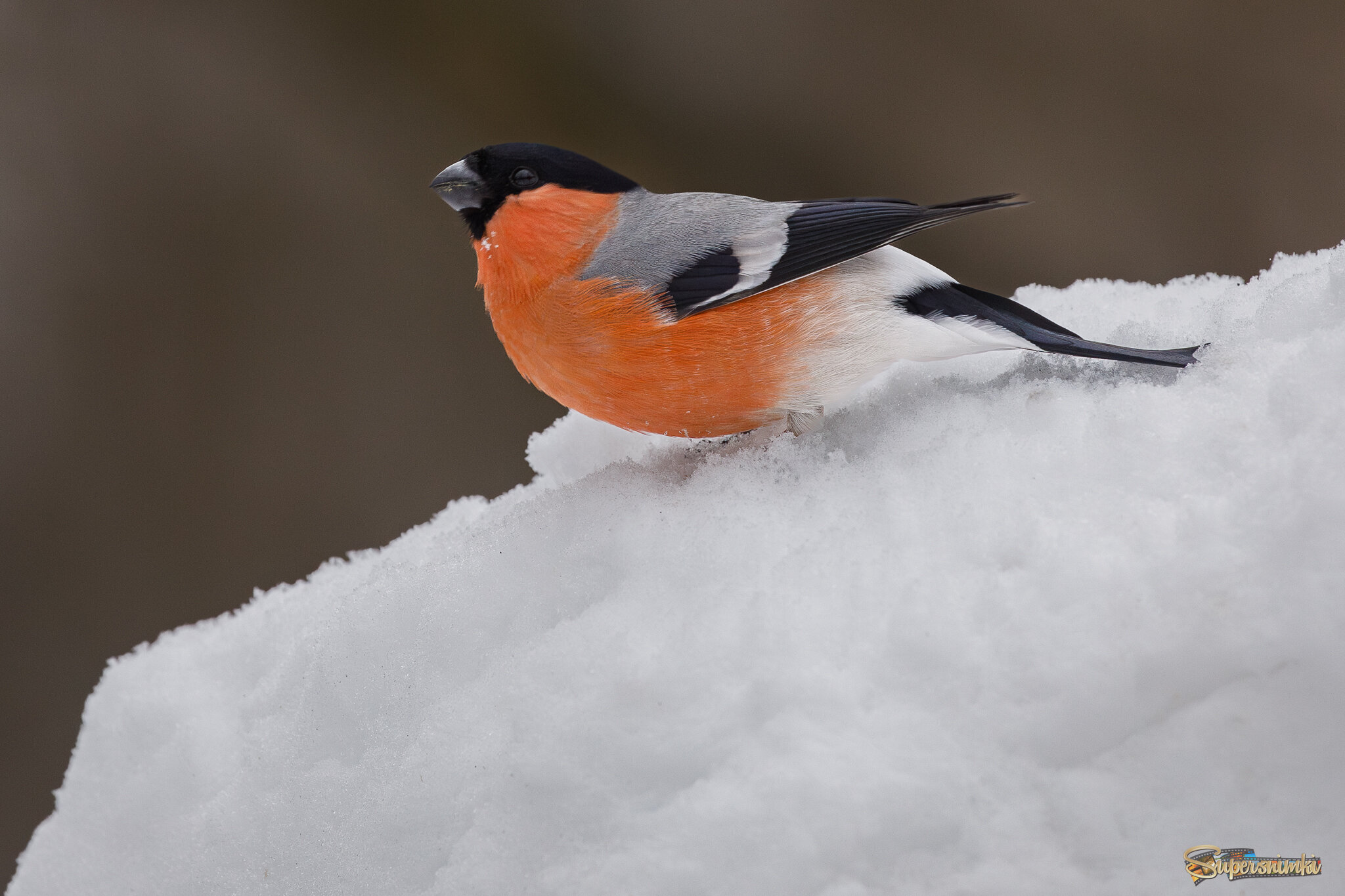 Хорошо на свежем снегу!