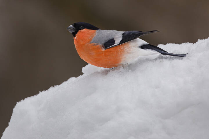 Хорошо на свежем снегу!