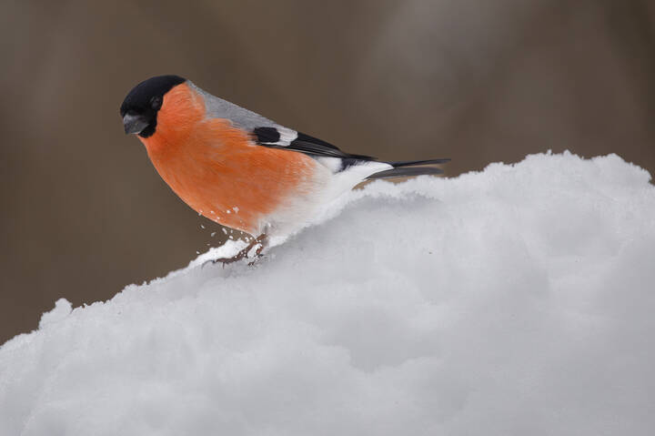 Хорошо на свежем снегу!