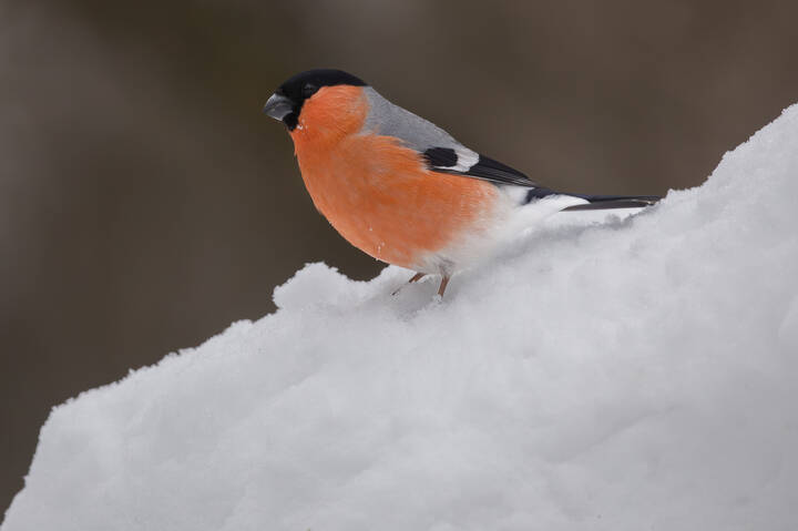 Хорошо на свежем снегу!