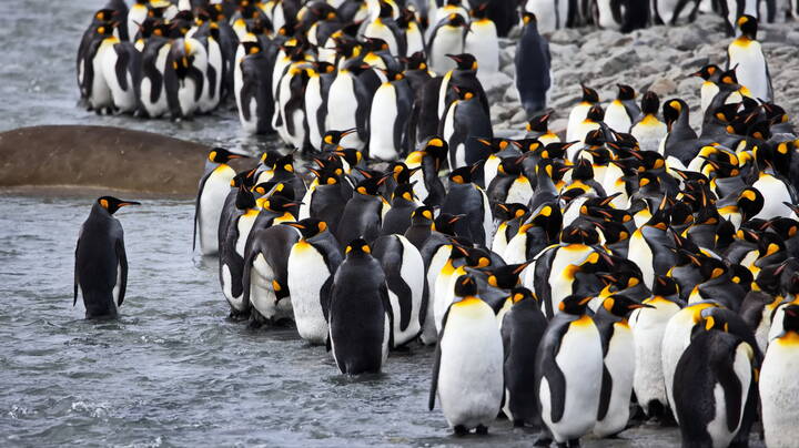 Командир и его команда