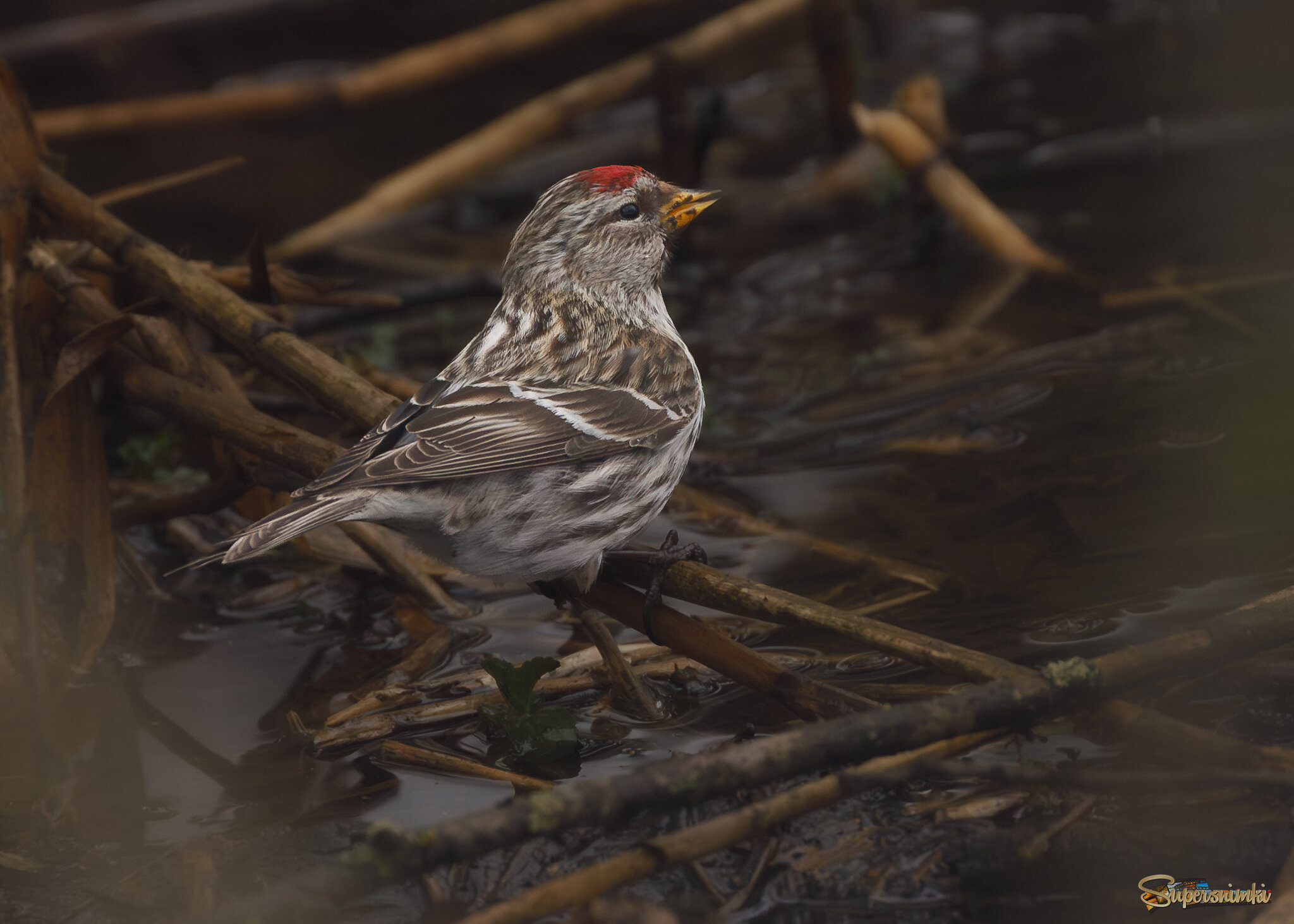 Всё такое необычное