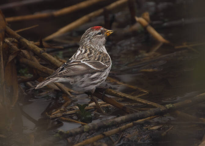 Всё такое необычное