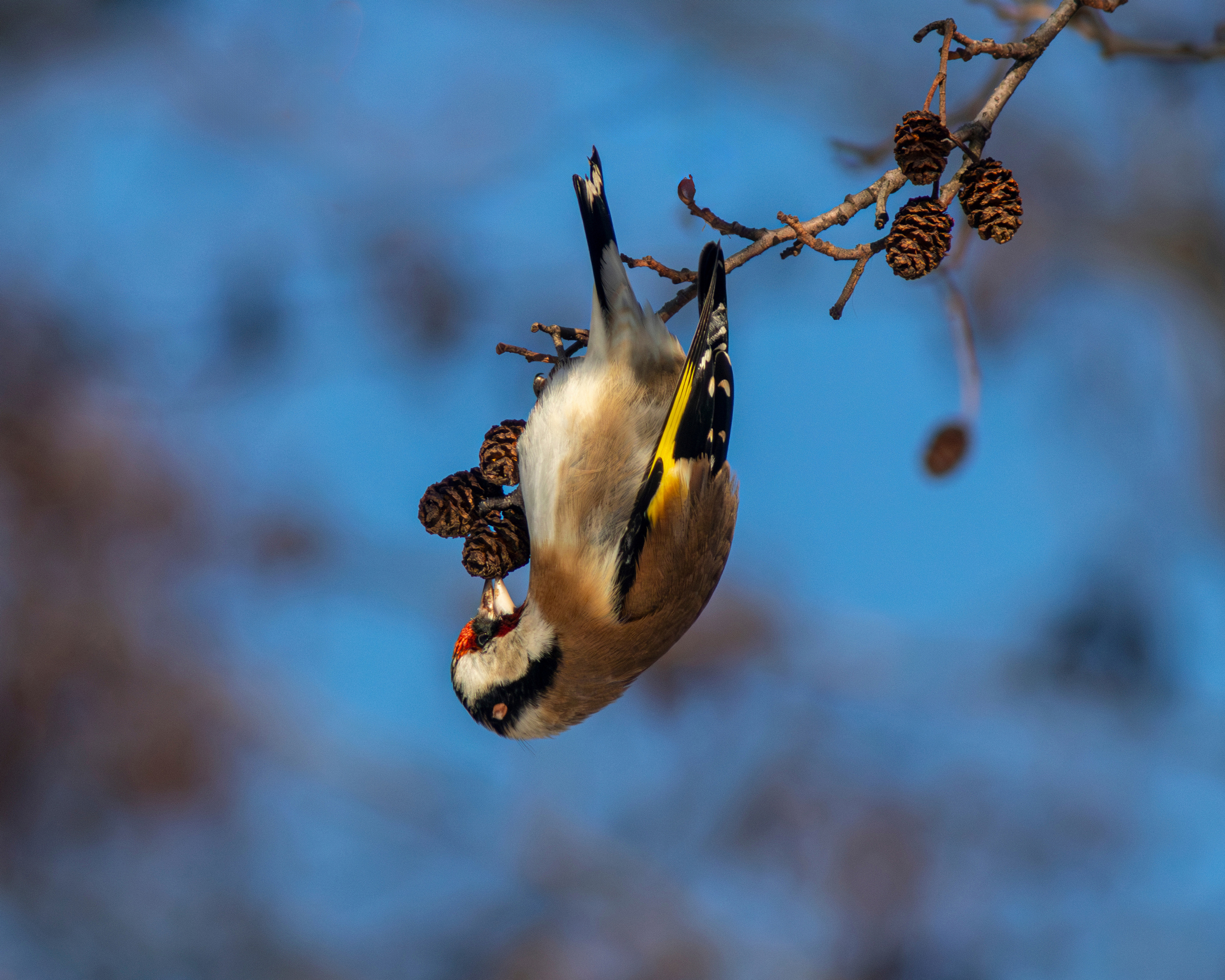 Щеглы зимние