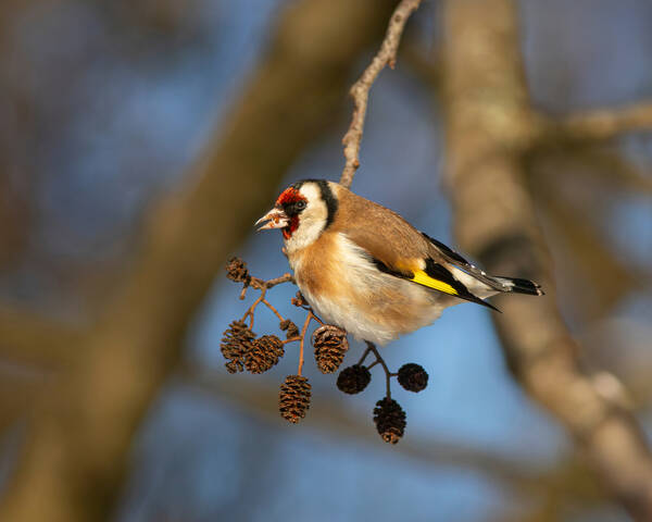 Щеглы зимние
