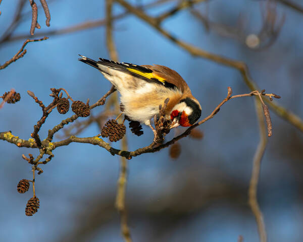 Щеглы зимние