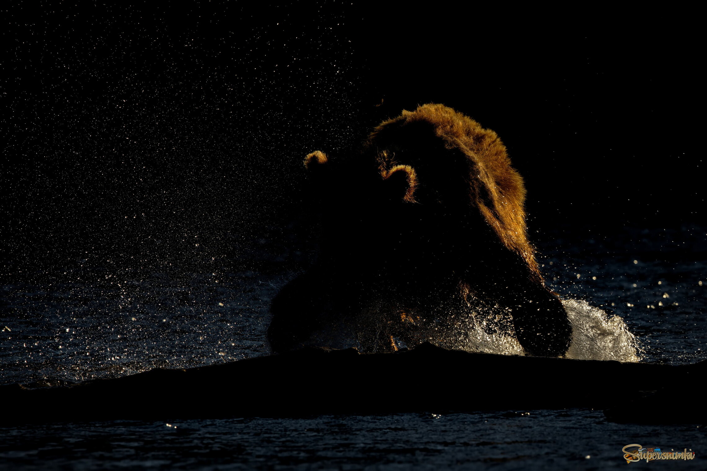 Солнечный силуэт