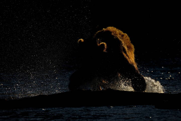 Солнечный силуэт