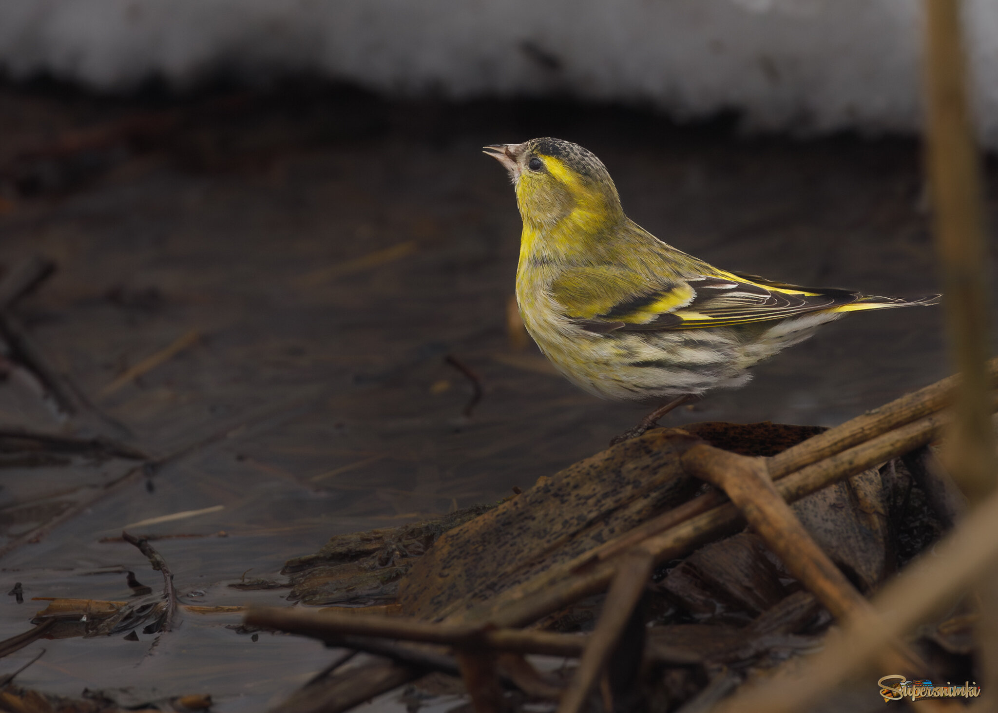 Пить хочется