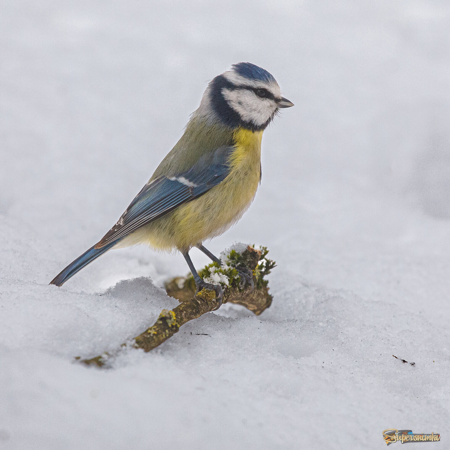 Не хочу стоять на снегу! 