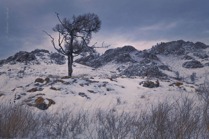 Одинокая лиственница у подножья Амоги.