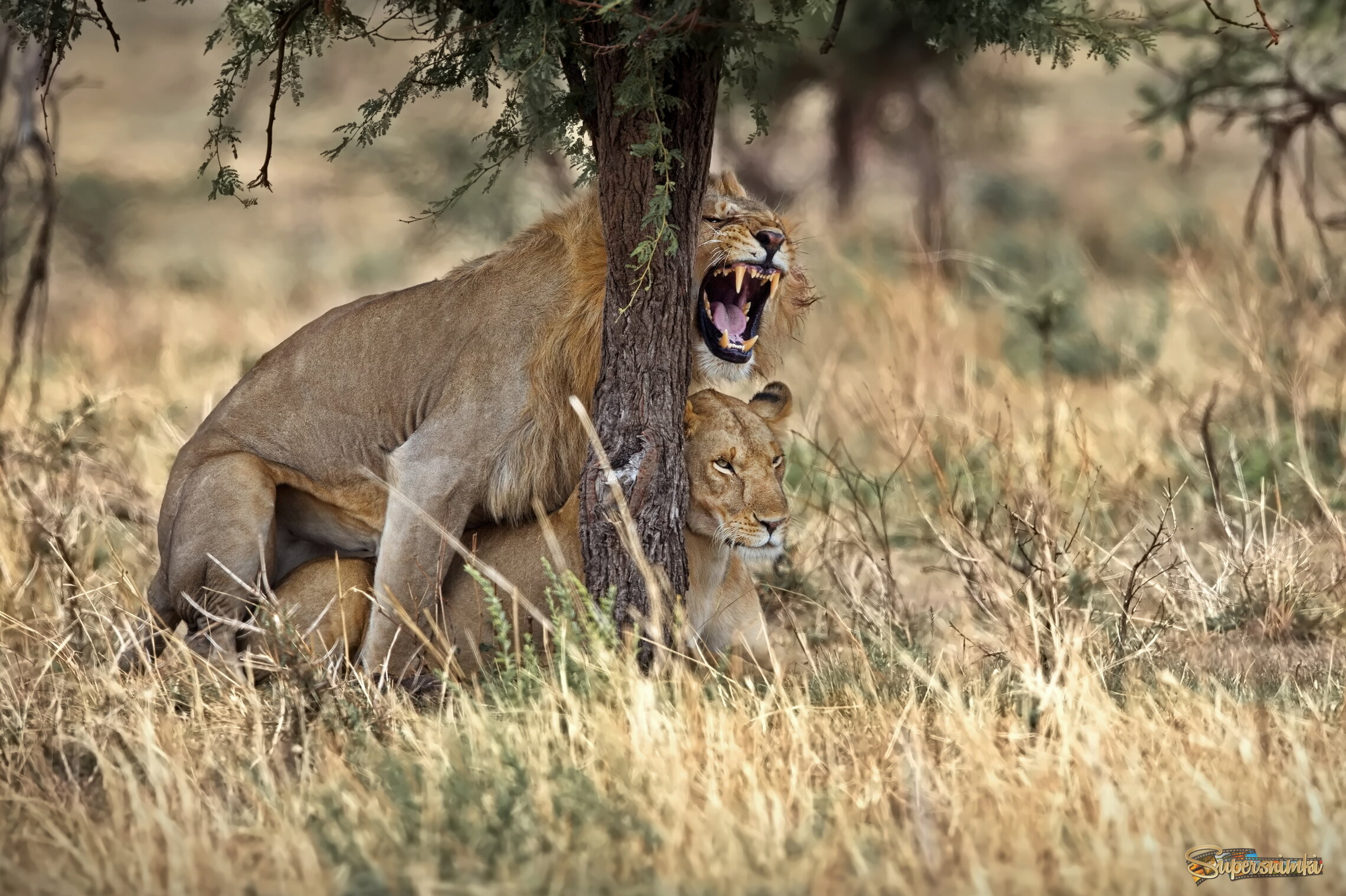 Когда дерево - в помощь!