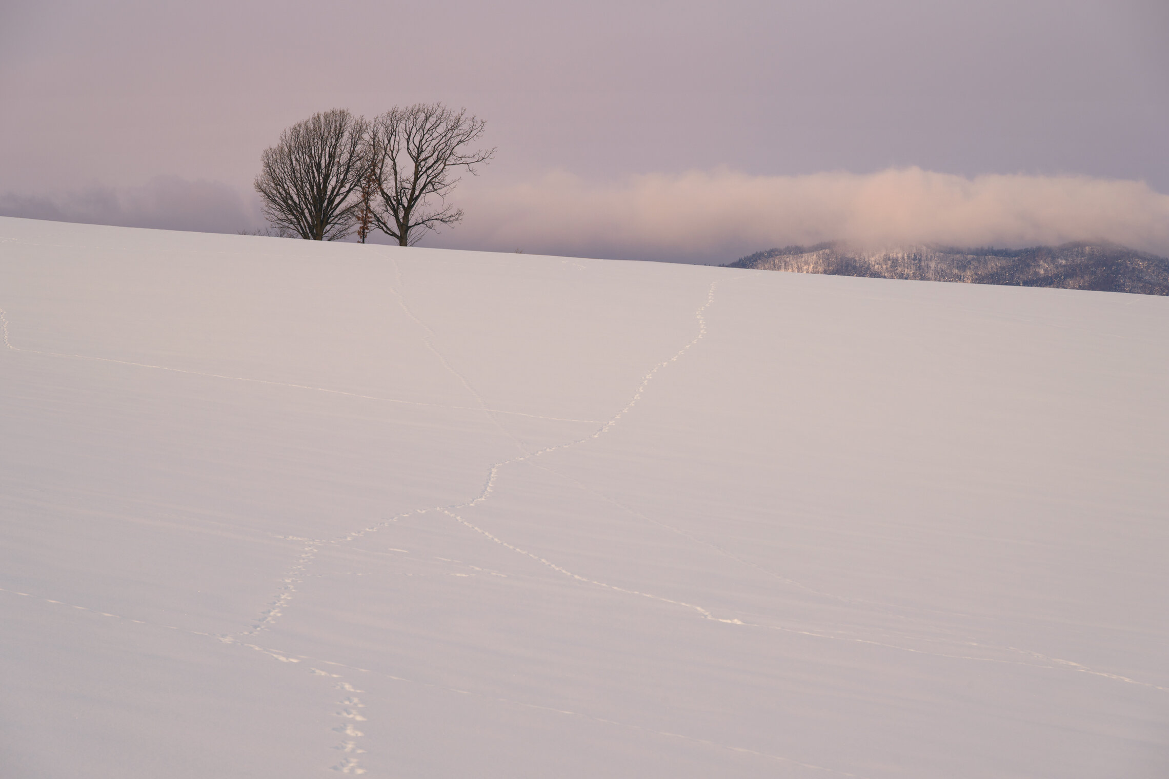 Хайку с холмов Биэй