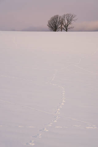 Хайку с холмов Биэй