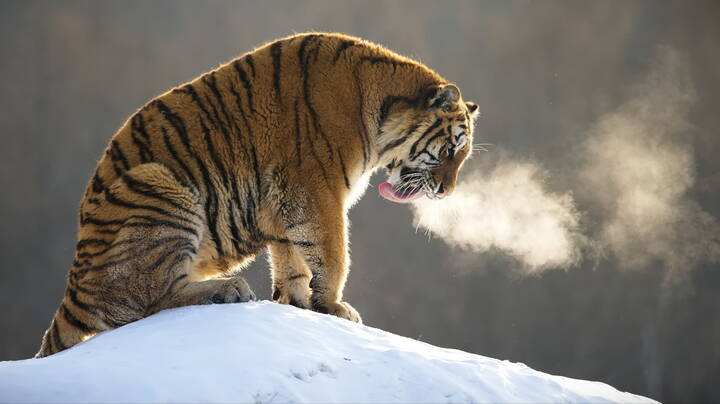 Горячее дыхание