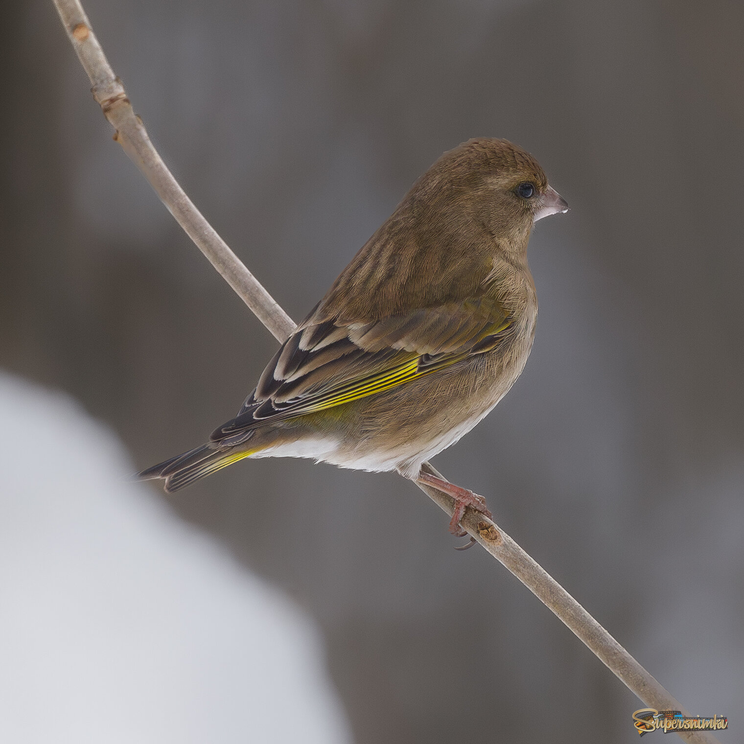 В ожидании своей очереди