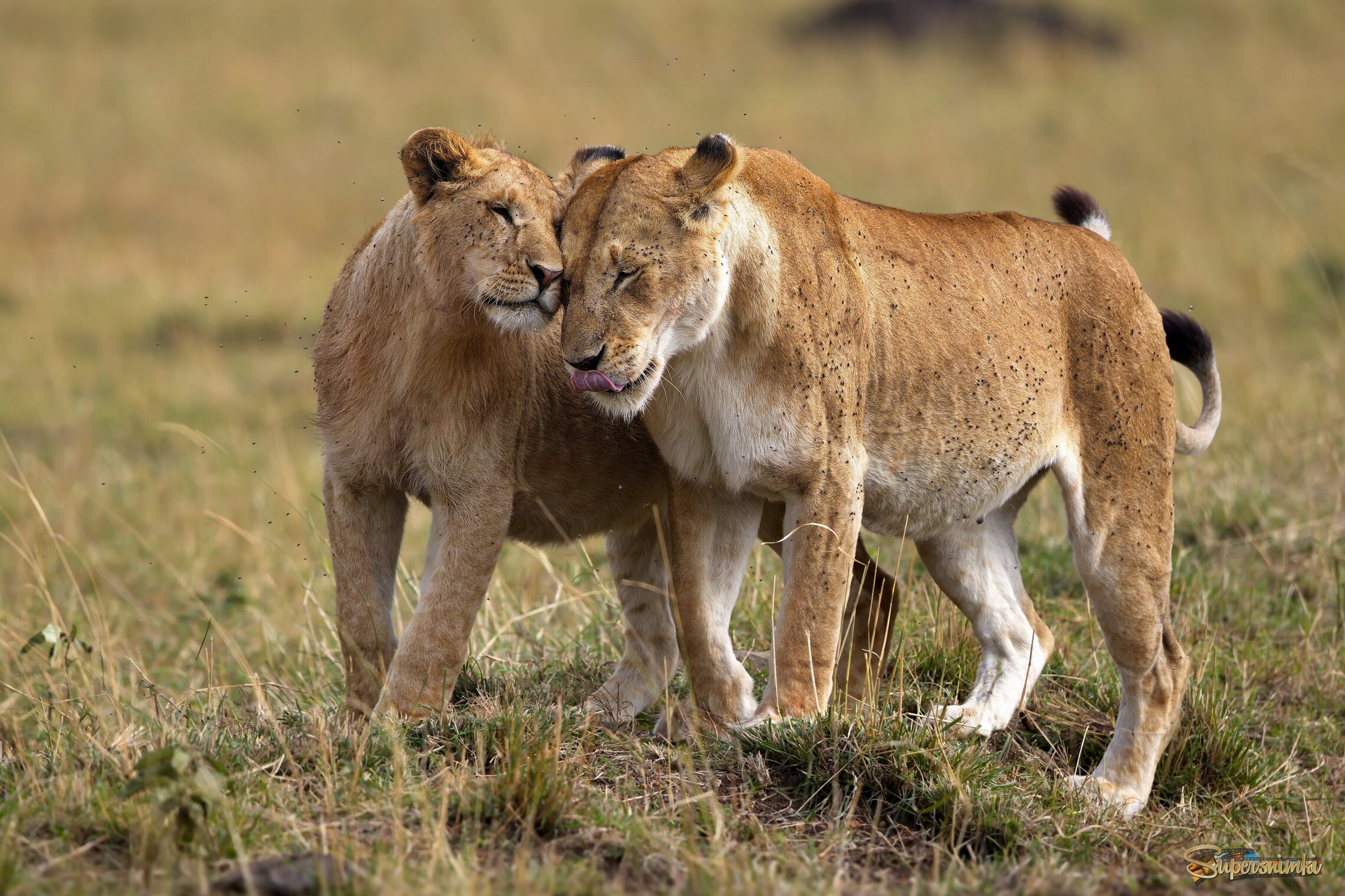 Доверяя свои секреты