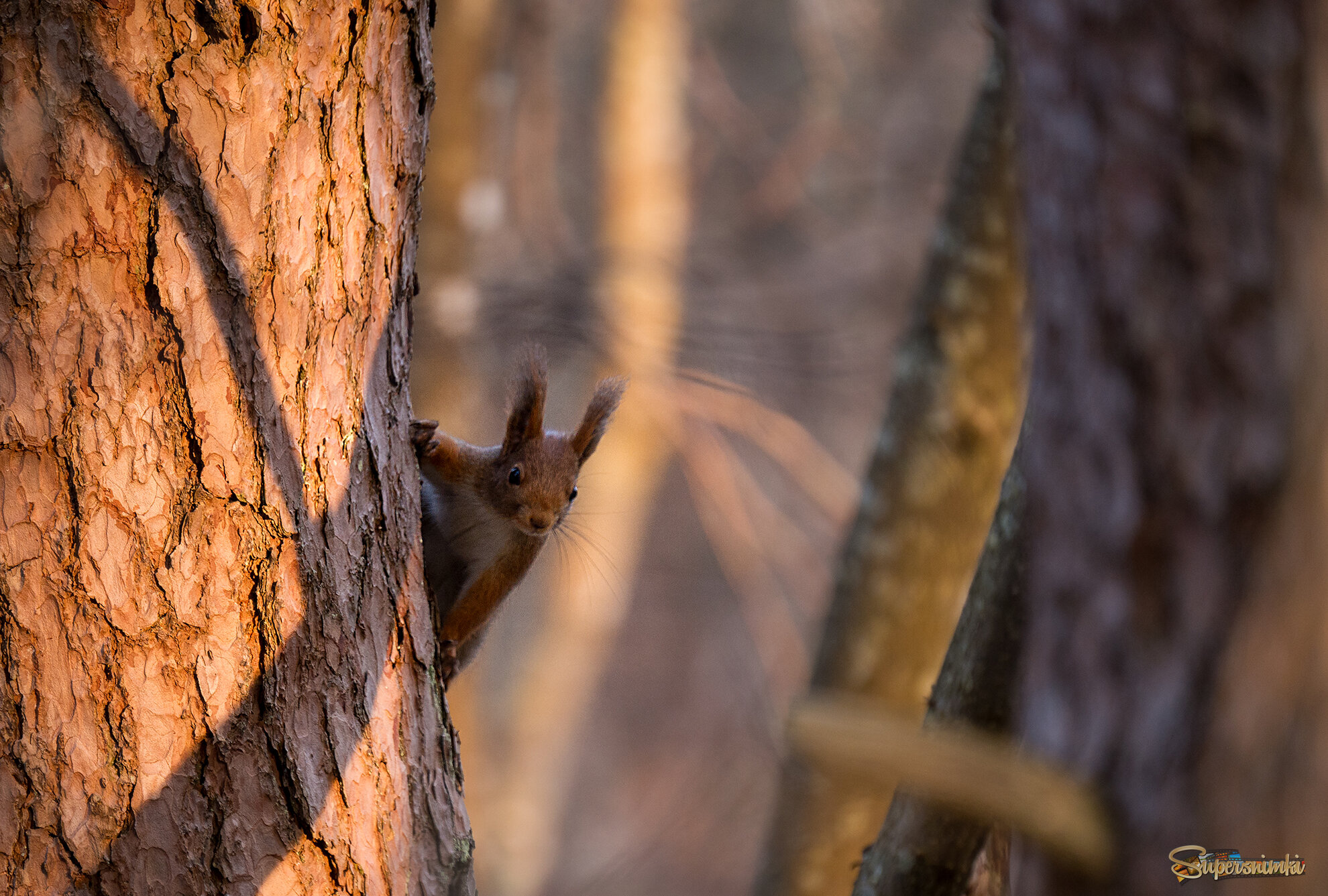 69b115f250f072cd5dd928e3