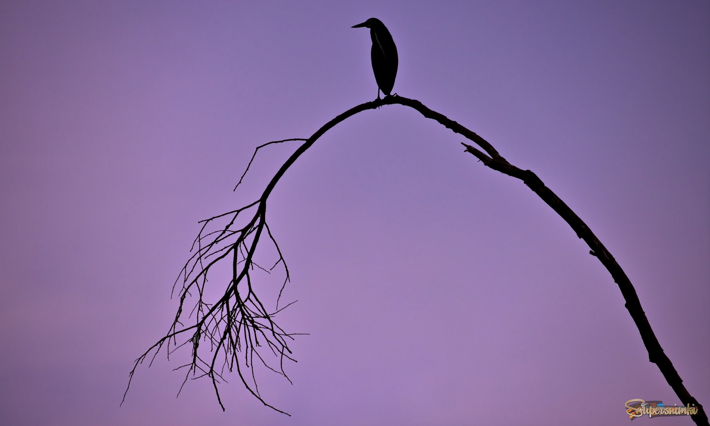 Сиреневое настроение