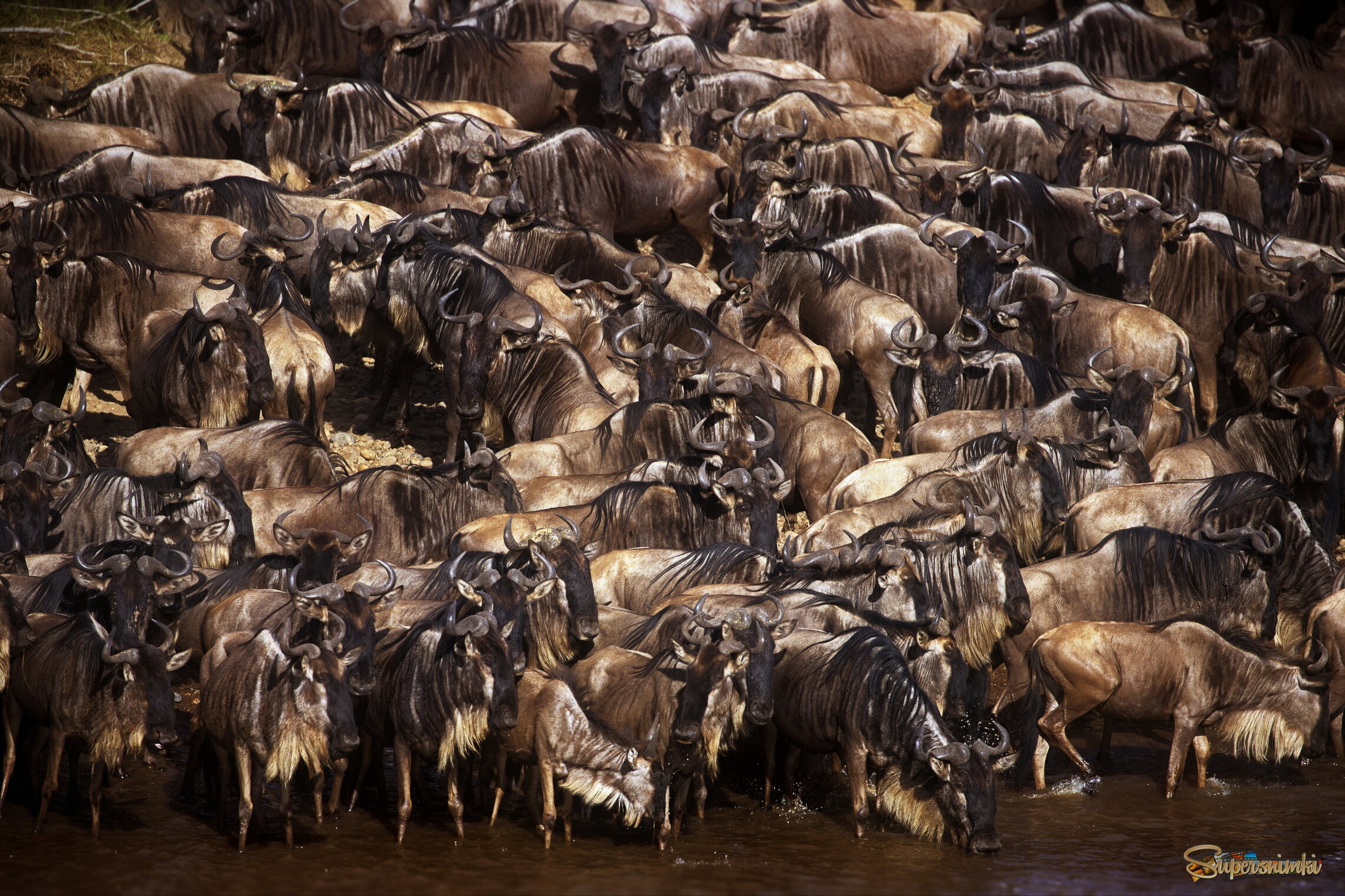 В очереди на переправу