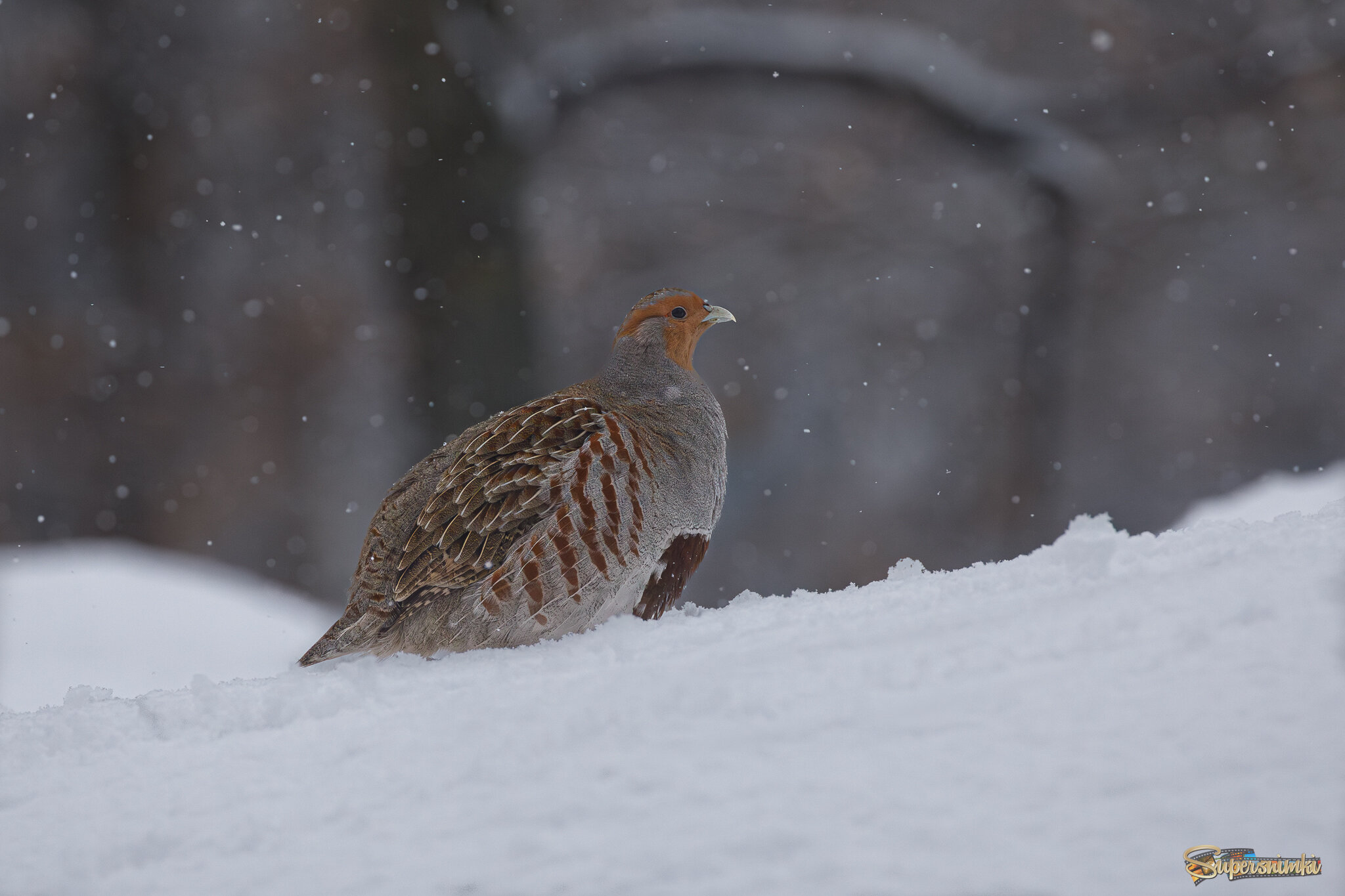 Последний снегопад