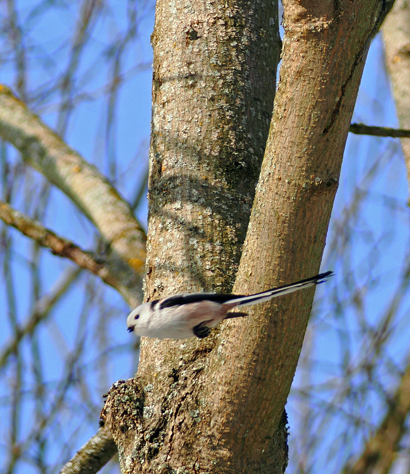 Ополовник ( длиннохвостая синица).