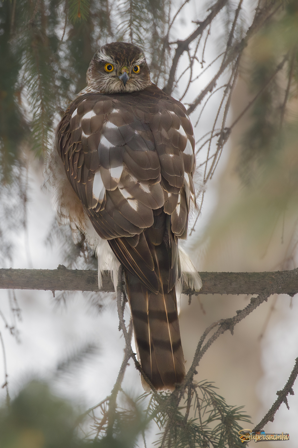 Я и тебя съем!