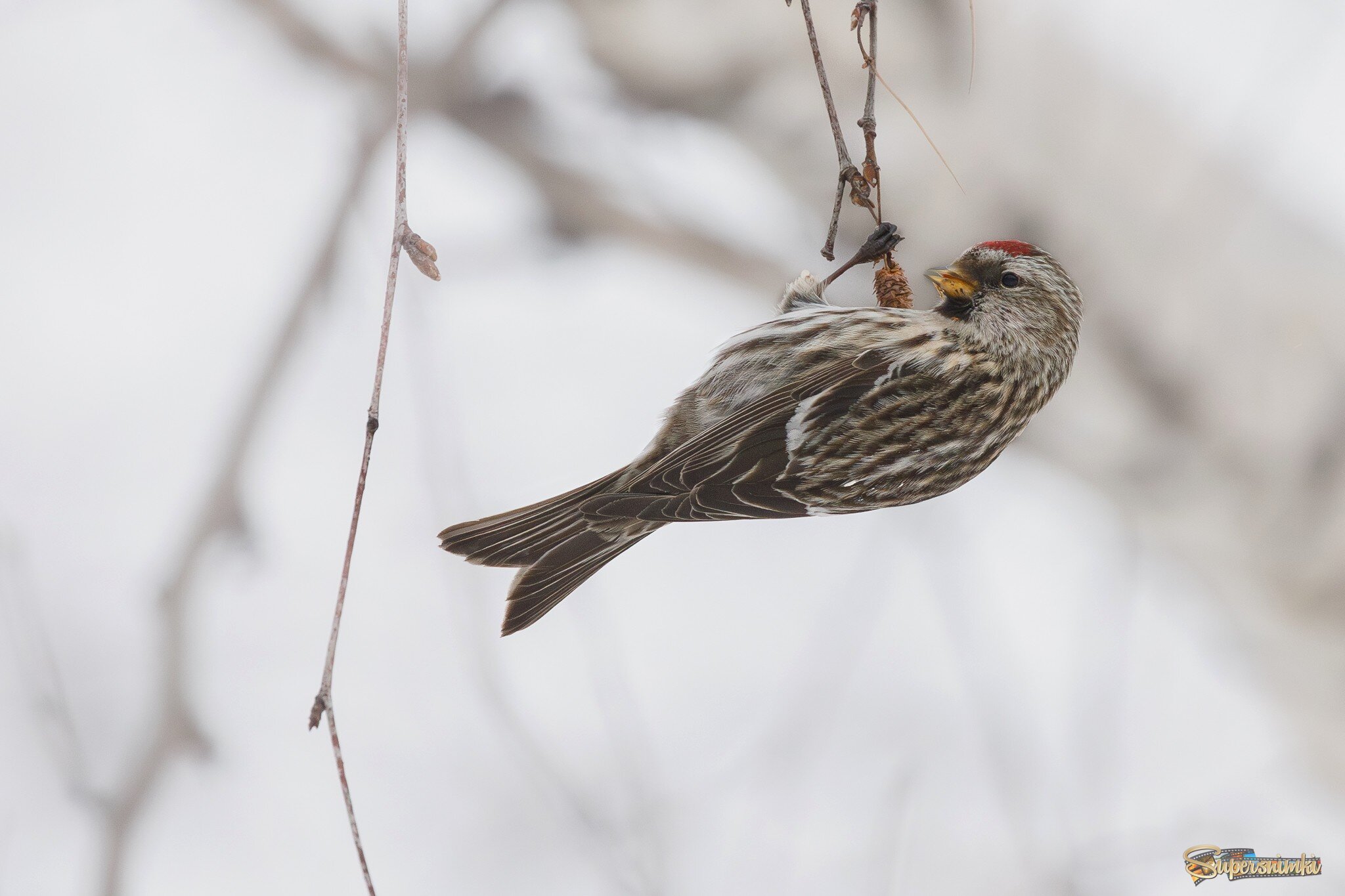 Сейчас полакомлюсь!