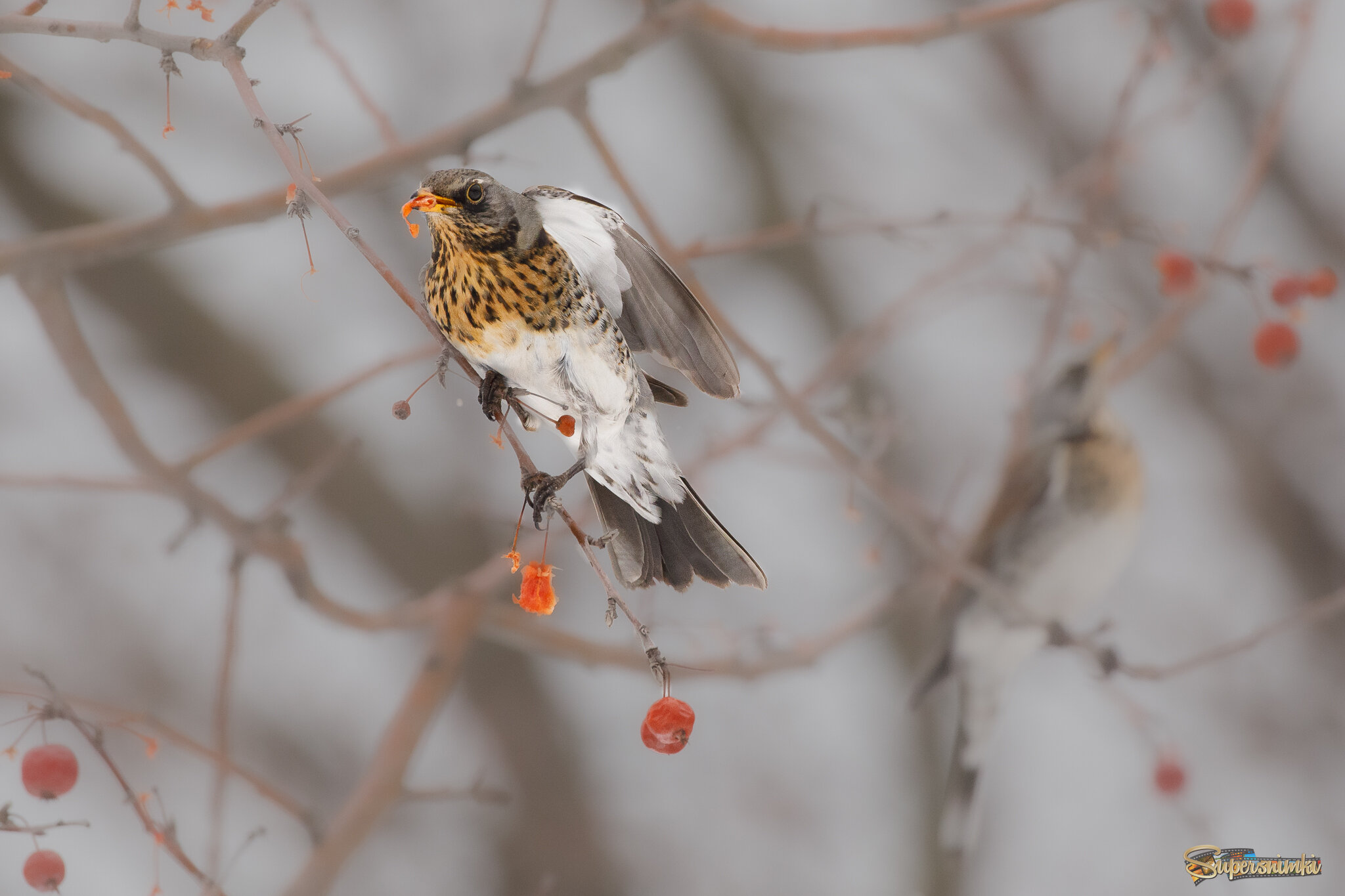 Дрозды прилетели