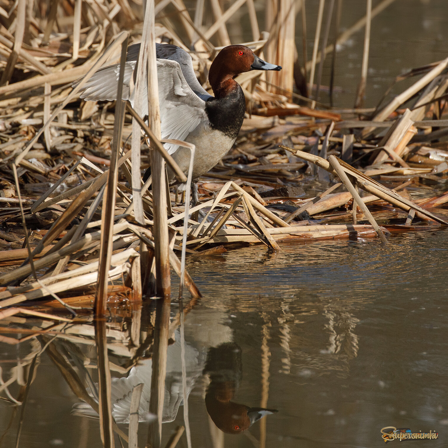 Проснулся - потянулся