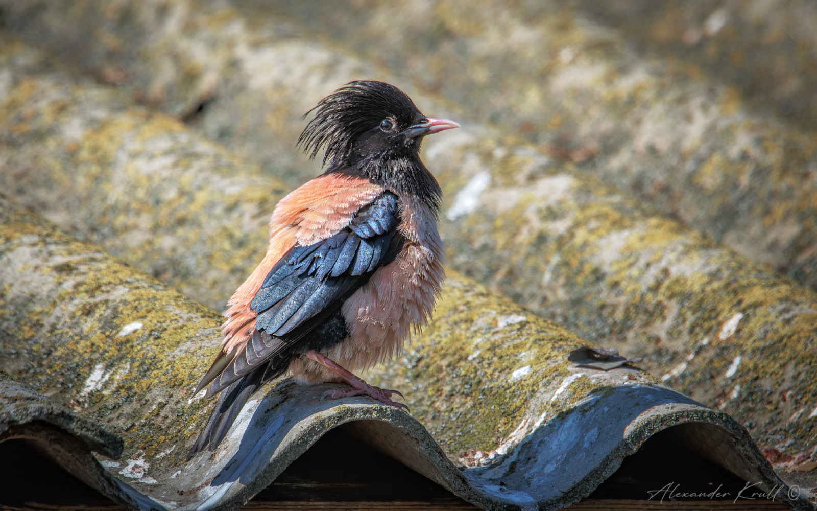 На крыше дома своего...